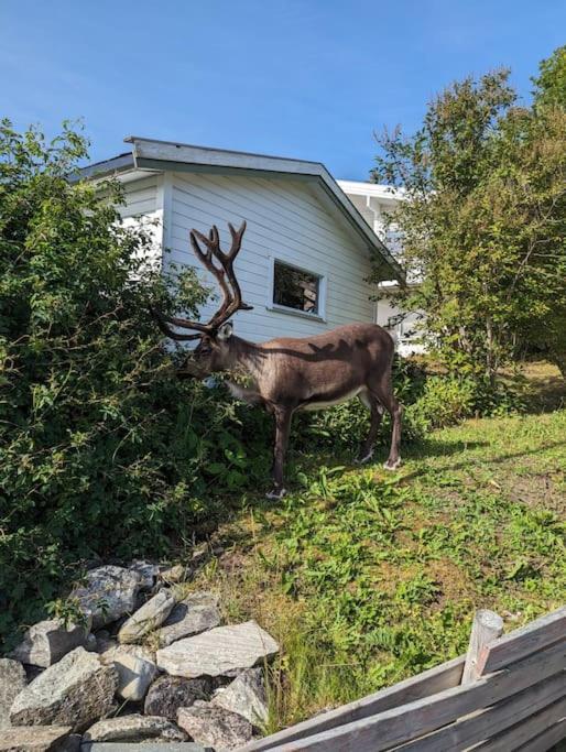 Koselig Leilighet Naer Bussholdeplass Og Natur. Tromso Exterior photo